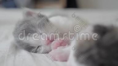 搞笑视频两只宠物生活方式可爱新生小猫睡觉团队在床上.. 宠物概念宠物概念。 小猫